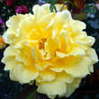 Rose 'Rimosa': Bild 6/6