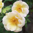 Rose 'Frühlingsgold' (pimpinellif.): Bild 1/1