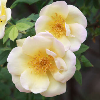 Rose 'Frühlingsgold' (pimpinellif.)