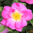 Rose 'Marguerite Hilling' (moyesii): Bild 3/5