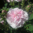 Rose 'Pompon de Bourgogne': Bild 4/4