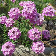 Aethionema armenum 'Warley Rose': Bild 2/4