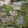 Cymbalaria muralis: Bild 5/6