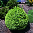 Picea abies 'Compacta': Bild 2/2