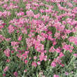 Antennaria dioica 'Rotes Wunder': Bild 2/4