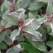 Fuchsia 'Tricolor': Bild 3/3
