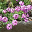 Aethionema armenum 'Warley Rose': Bild 4/4