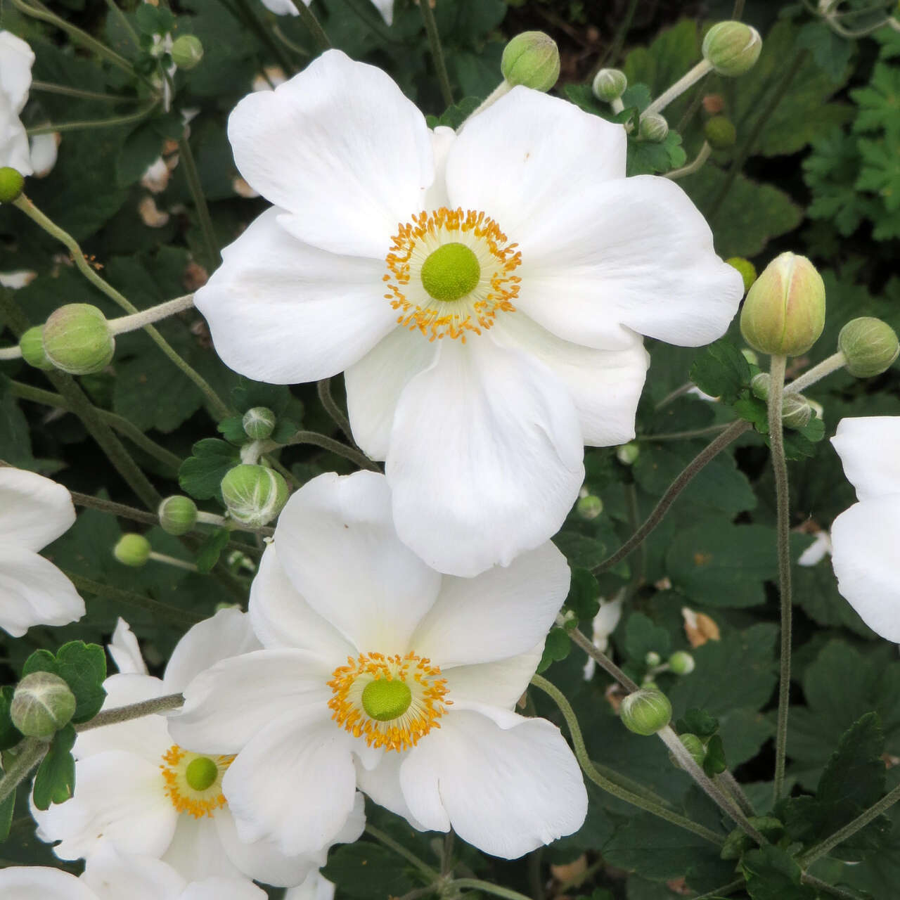 Herbstanemone Anemone 'Honorine Jobert' - Biologisch weiβ - Winterhart main image 0