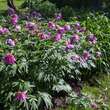 Paeonia veitchii: Bild 3/4