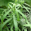 Artemisia dracunculus: Bild 2/2