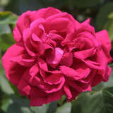 Rose 'General Jacqueminot'(perpet.) - Historische Strauchrose