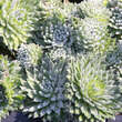 Androsace sarmentosa: Bild 4/4