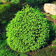 Picea abies 'Compacta': Bild 1/2