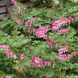 Dicentra spectabilis: Bild 6/6