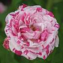 Rose 'Variegata di Bologna' (chin.) - Historische Strauchrose