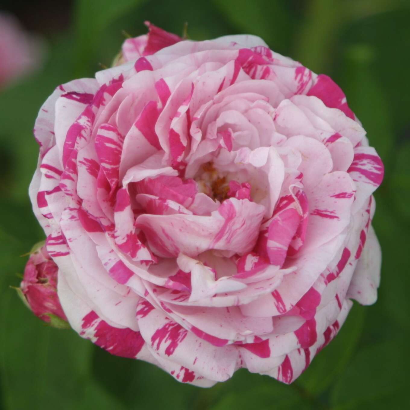 Historische Strauchrose - Rose 'Variegata di Bologna' - mehrfärbig
