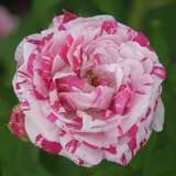 Rose 'Variegata di Bologna' (chin.) - Historische Strauchrose