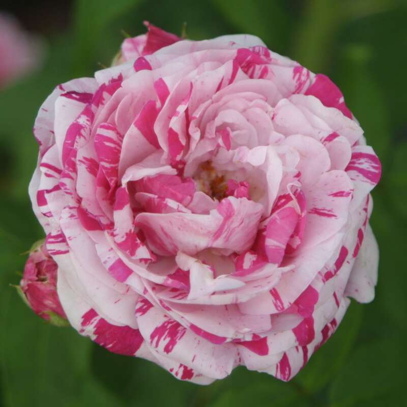 Historische Strauchrose - Rose 'Variegata di Bologna' - mehrfrbig