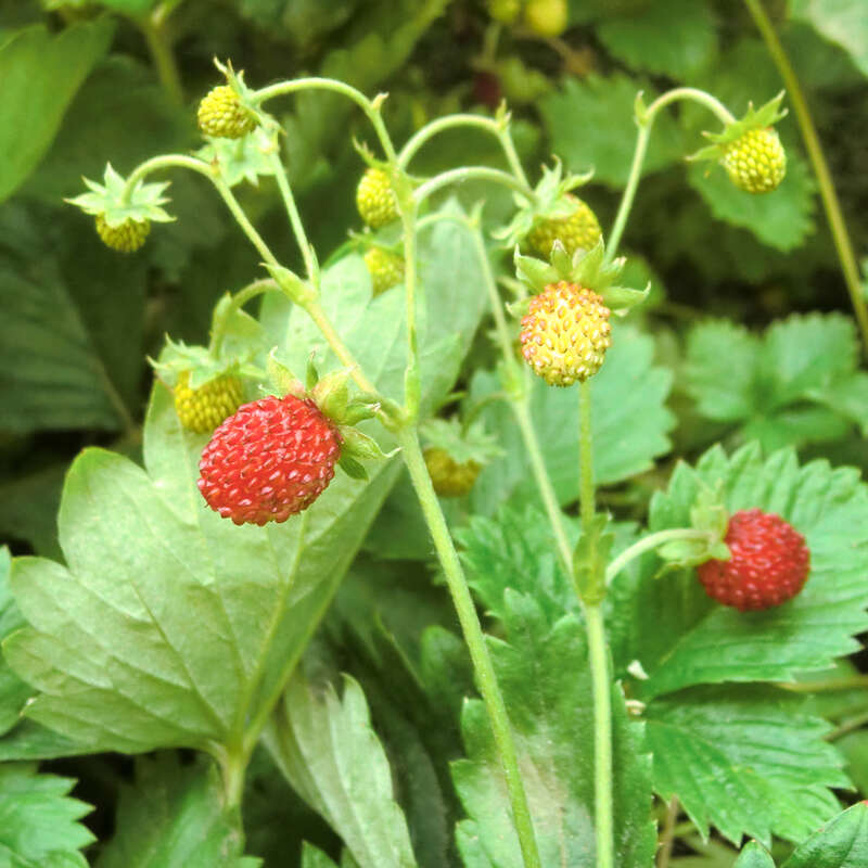 Erdbeerwiese Fragaria ananassa 'Florika' weiß