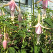 Fuchsia 'Whiteknight's Pearl': Bild 3/4