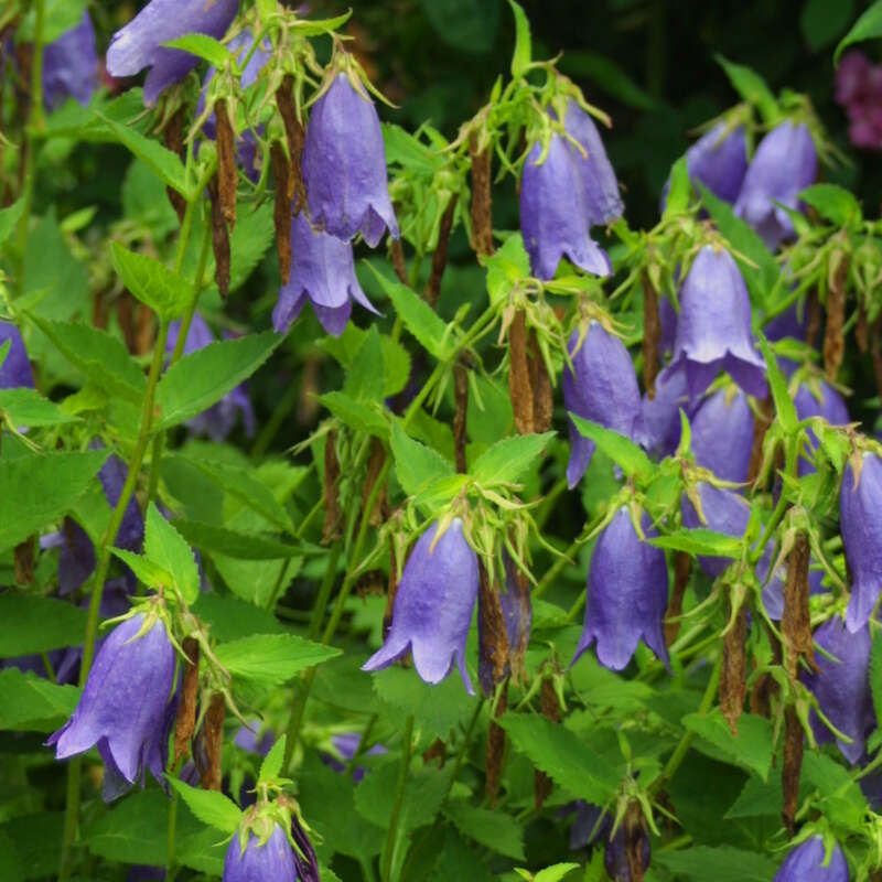 Glockenblume Campanula 'Sarastro' blau