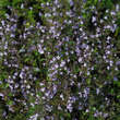 Calamintha nepeta 'Blue Cloud': Bild 6/6