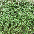Cymbalaria muralis: Bild 6/6