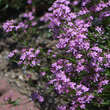 Centaurium erythraea: Bild 2/2