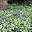 Vinca major 'Oxyloba': Bild 8/8