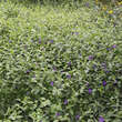 Vinca major 'Oxyloba': Bild 4/8