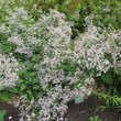 Aster macrophyllus: Bild 2/2