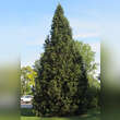 Picea abies 'Cupressina': Bild 2/2