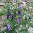 Campanula 'Sarastro': Bild 6/6