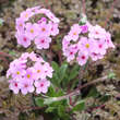 Androsace sarmentosa: Bild 3/4