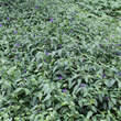 Vinca major 'Oxyloba': Bild 5/8