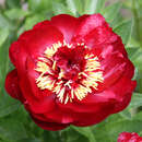 Paeonia lactiflora 'Buckeye Belle' - Pfingstrose