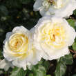 Rose 'Tchaikovski': Bild 3/3