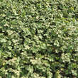 Acaena buchananii: Bild 2/4