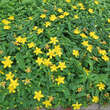 Hypericum calycinum: Bild 4/7
