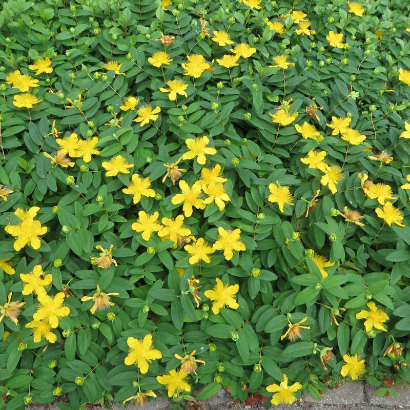 Johanniskraut Hypericum calycinum gelb