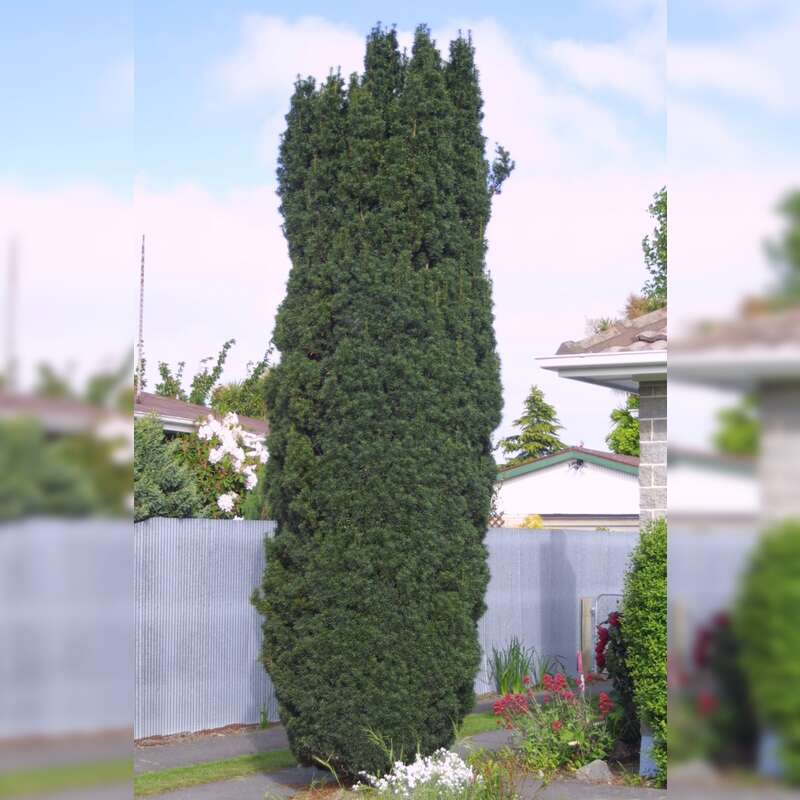 Säuleneibe Taxus baccata 'Fastigiata'
