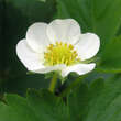 Fragaria ananassa 'Ostara': Bild 2/3