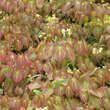 Epimedium versicolor 'Sulphureum': Bild 5/5