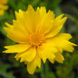 Coreopsis grandiflora 'Sunray': Bild 3/6