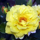 Rose 'Lichtkönigin Lucia' - Moderne Strauchrose