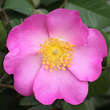 Rosa gallica: Bild 3/3