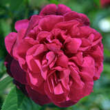 Rose 'L.D. Braithwait' - Englische Strauch-, Beetrose