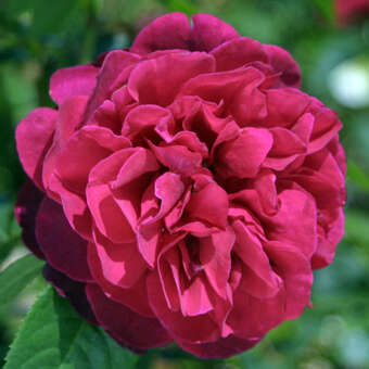 Englische Strauch-, Beetrose - Rose 'L.D. Braithwait'