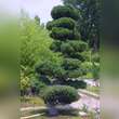 Pinus parviflora 'Glauca': Bild 2/2