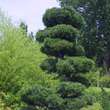 Pinus parviflora 'Glauca': Bild 2/2